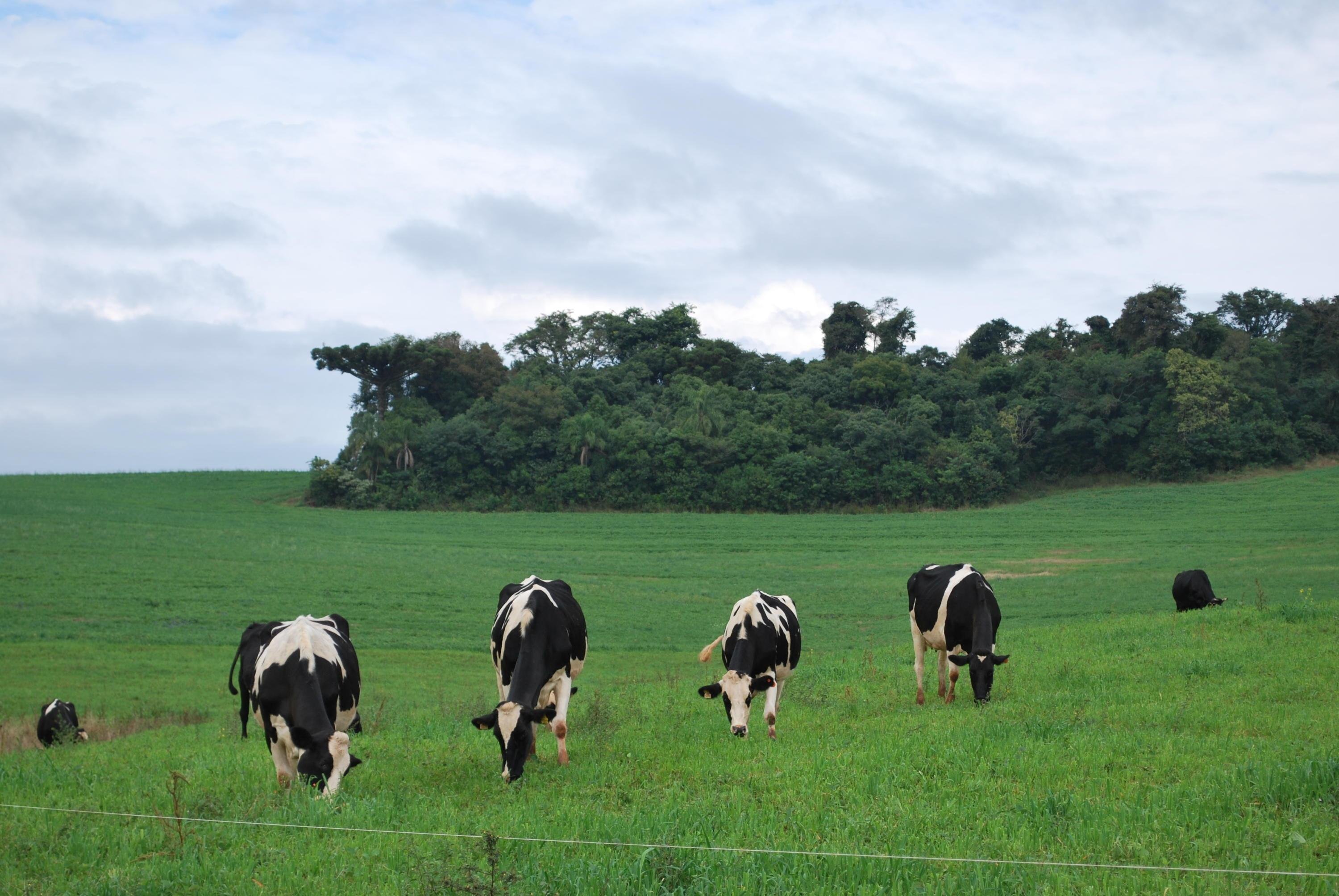 Manejos sustent&aacute;veis e mais eficientes s&atilde;o a forma de manter o campo atrativo para os filhos de produtores