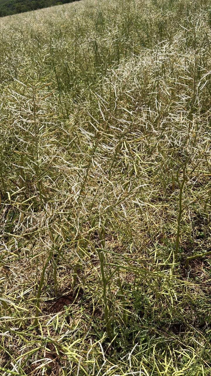 Nas lavouras que se aproximavam ao per&iacute;odo de colheita aconteceram perdas