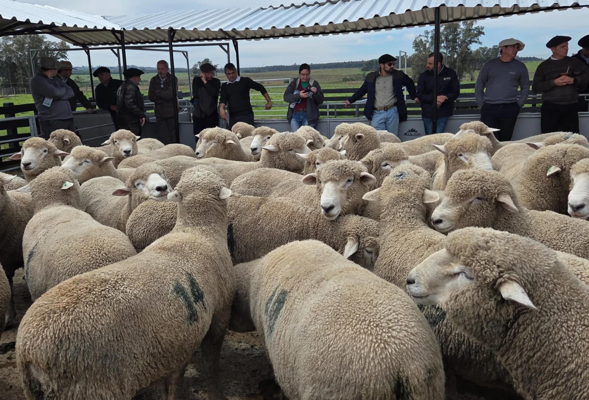 Concurso avaliou resposta de animais em sistema de pastagem de inverno