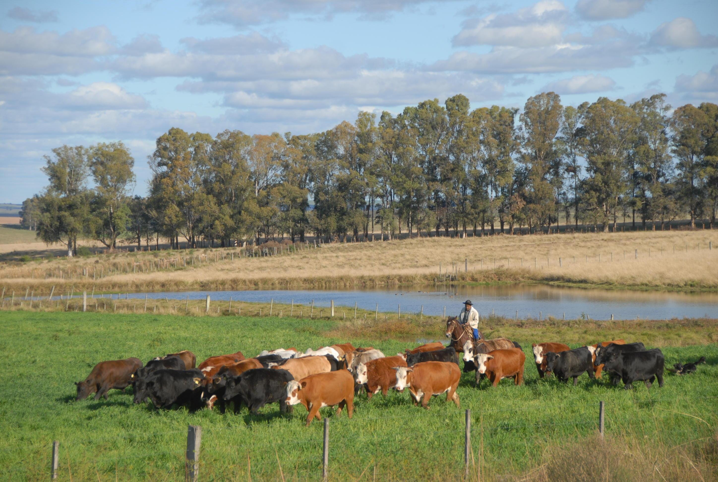 Sindicalista visualiza um apag&atilde;o da m&atilde;o de obra dos trabalhadores chamados de campeiros, no segmento pecu&aacute;rio
