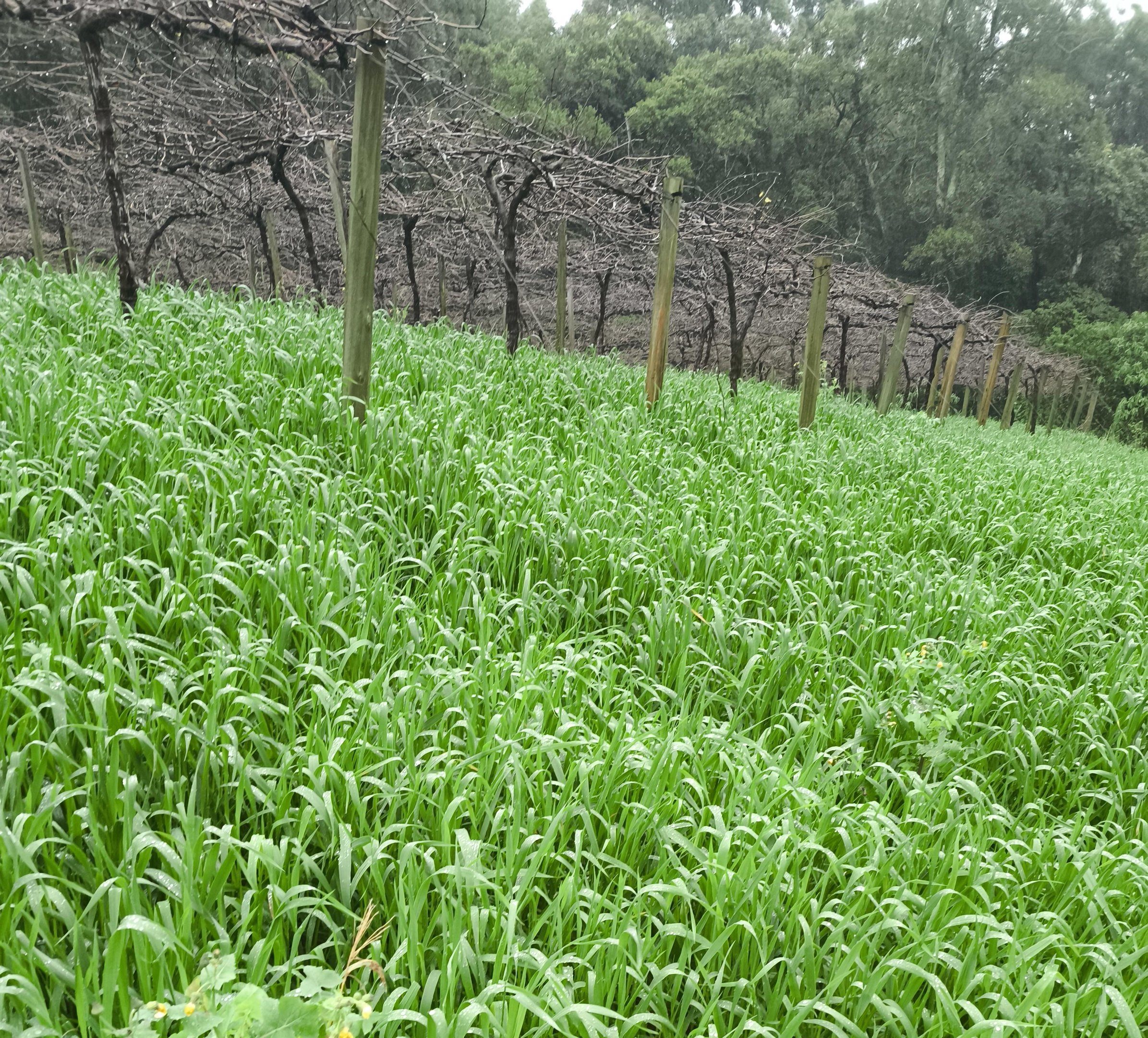 Pesquisadores da Embrapa Uva e Vinho e da Embrapa Trigo est&atilde;o avaliando op&ccedil;&otilde;es de gram&iacute;neas com potencial para cobertura do solo em vinhedos