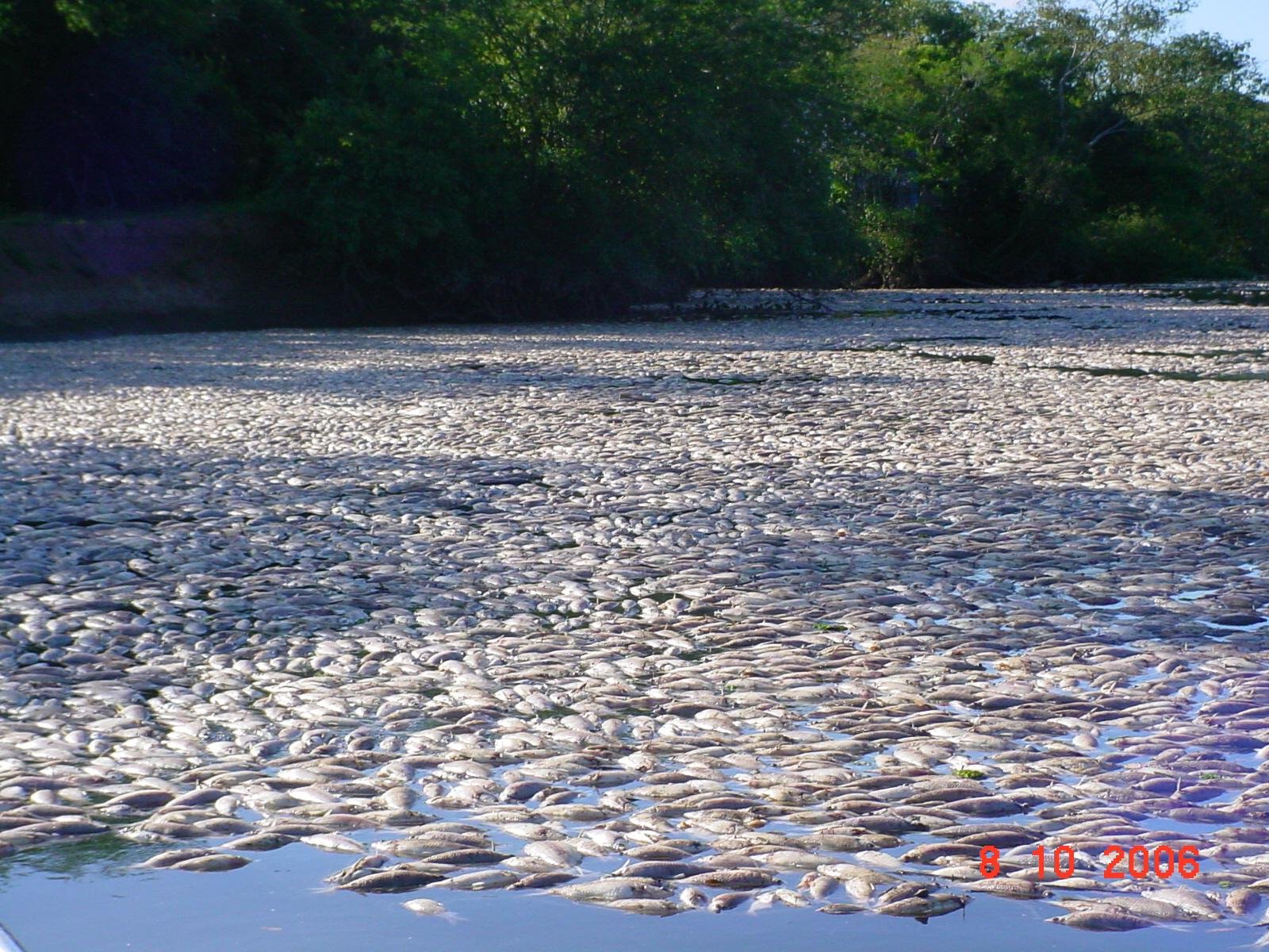Milhares de peixes morreram nas &aacute;guas do Rio dos Sinos