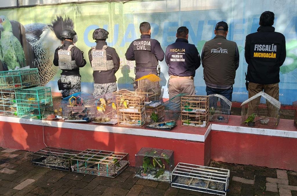 Opera&ccedil;&atilde;o Madre Tierra VIII resultou na pris&atilde;o de 233 pessoas e resgate de esp&eacute;cies como tigres-de-Bengala e araras em nove pa&iacute;ses da regi&atilde;o