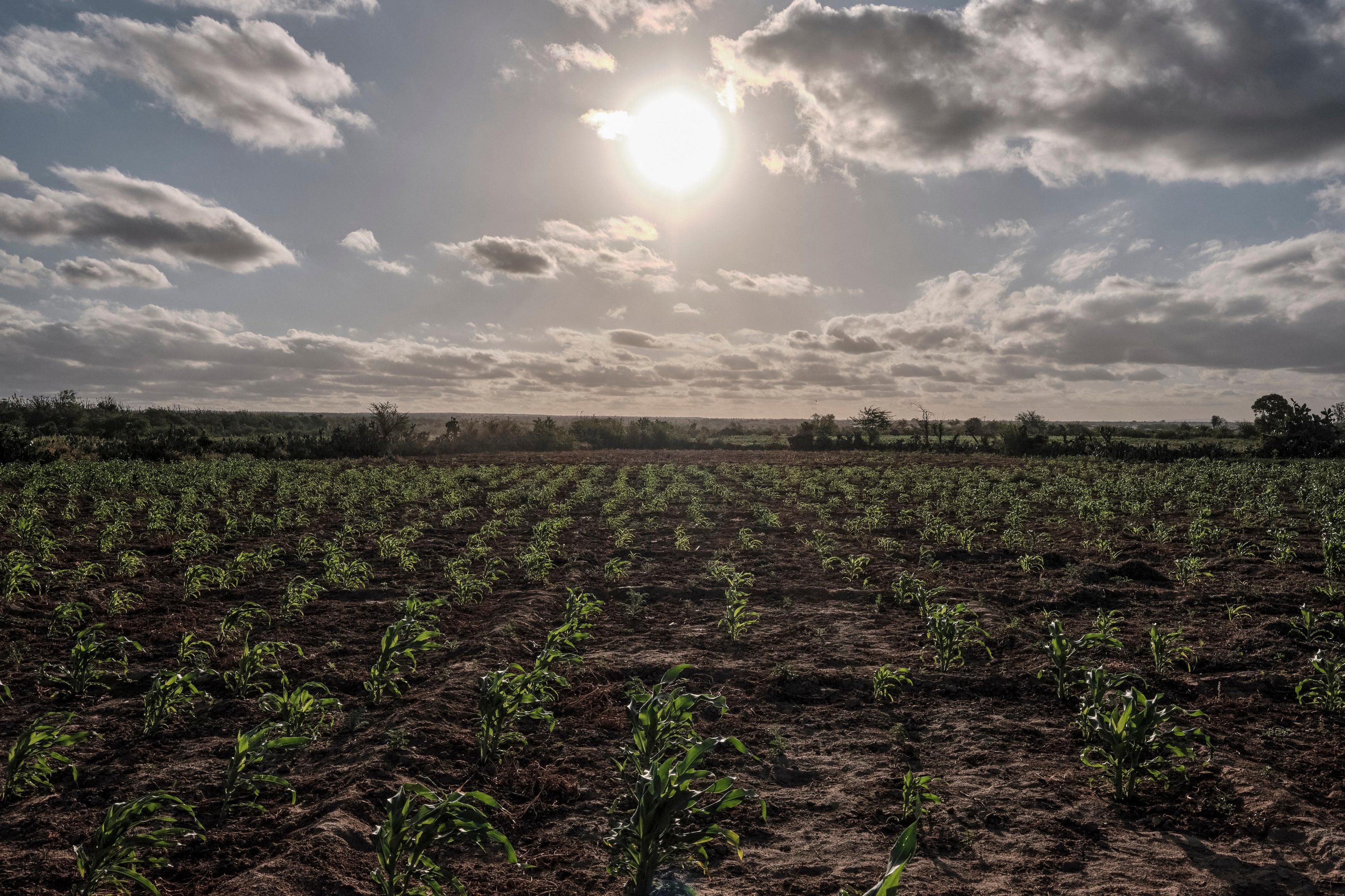 Calor causou 3 milhões de mortes no mundo entre 2016 e 2023, aponta estudo