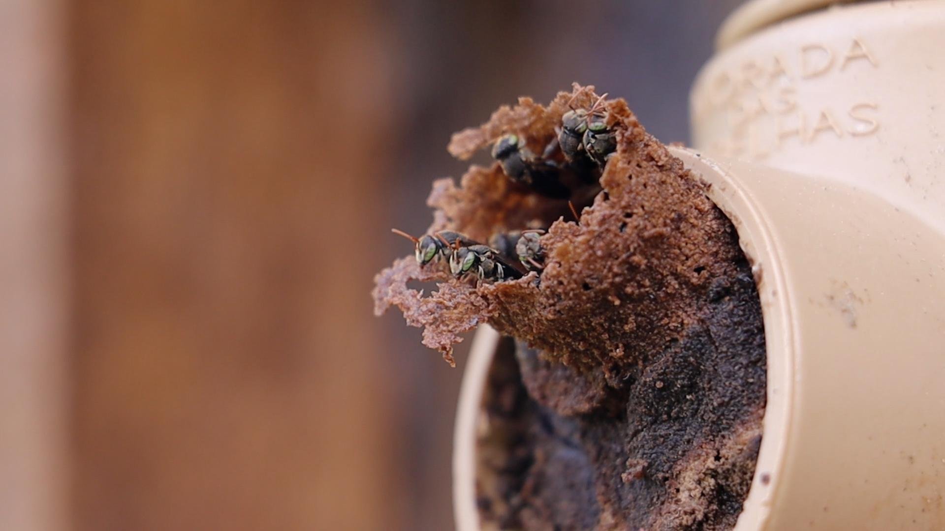 As abelhas sem ferr&atilde;o est&atilde;o entre as principais polinizadoras da natureza