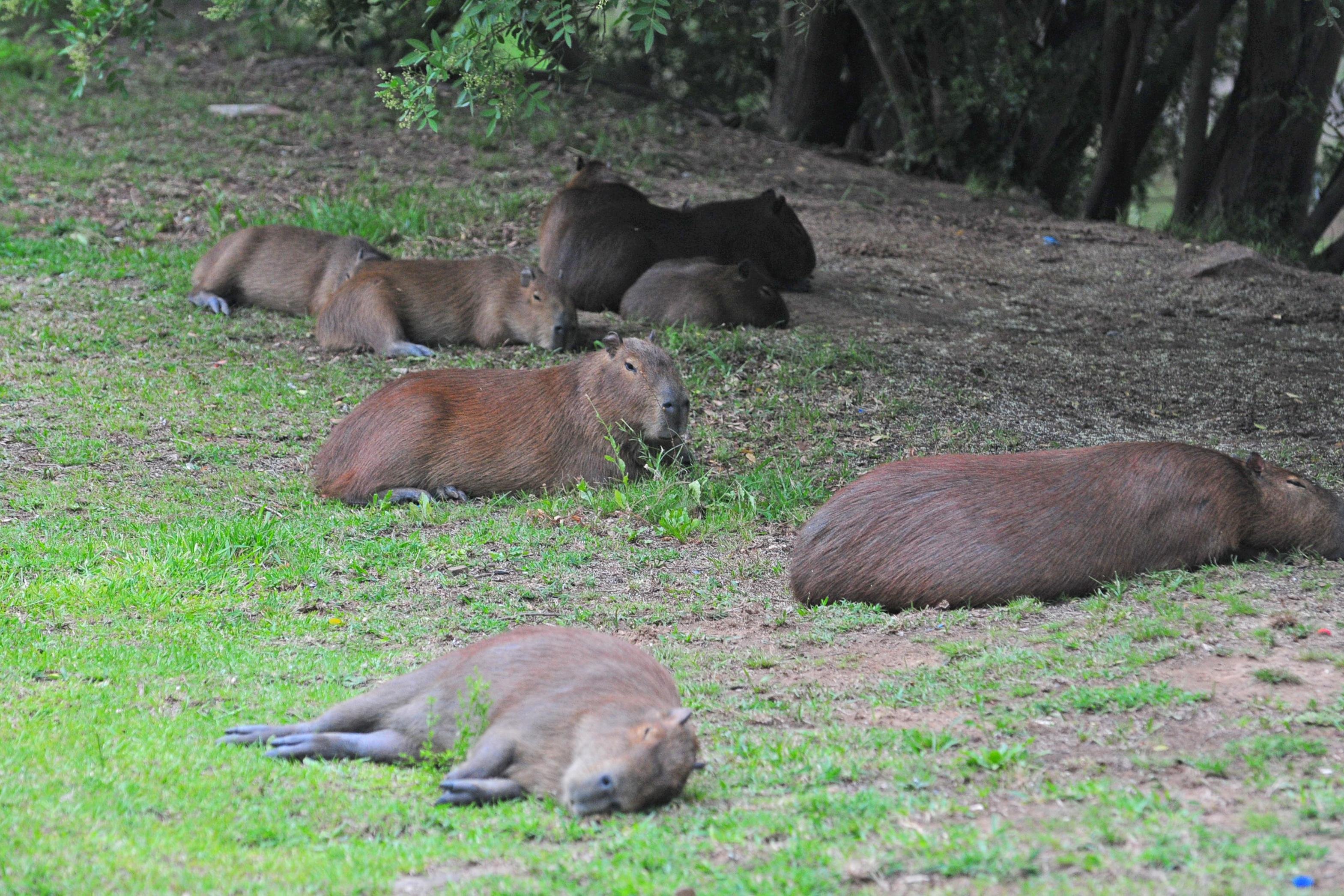 J&aacute; s&atilde;o 28 capivaras vivendo em Porto Alegre