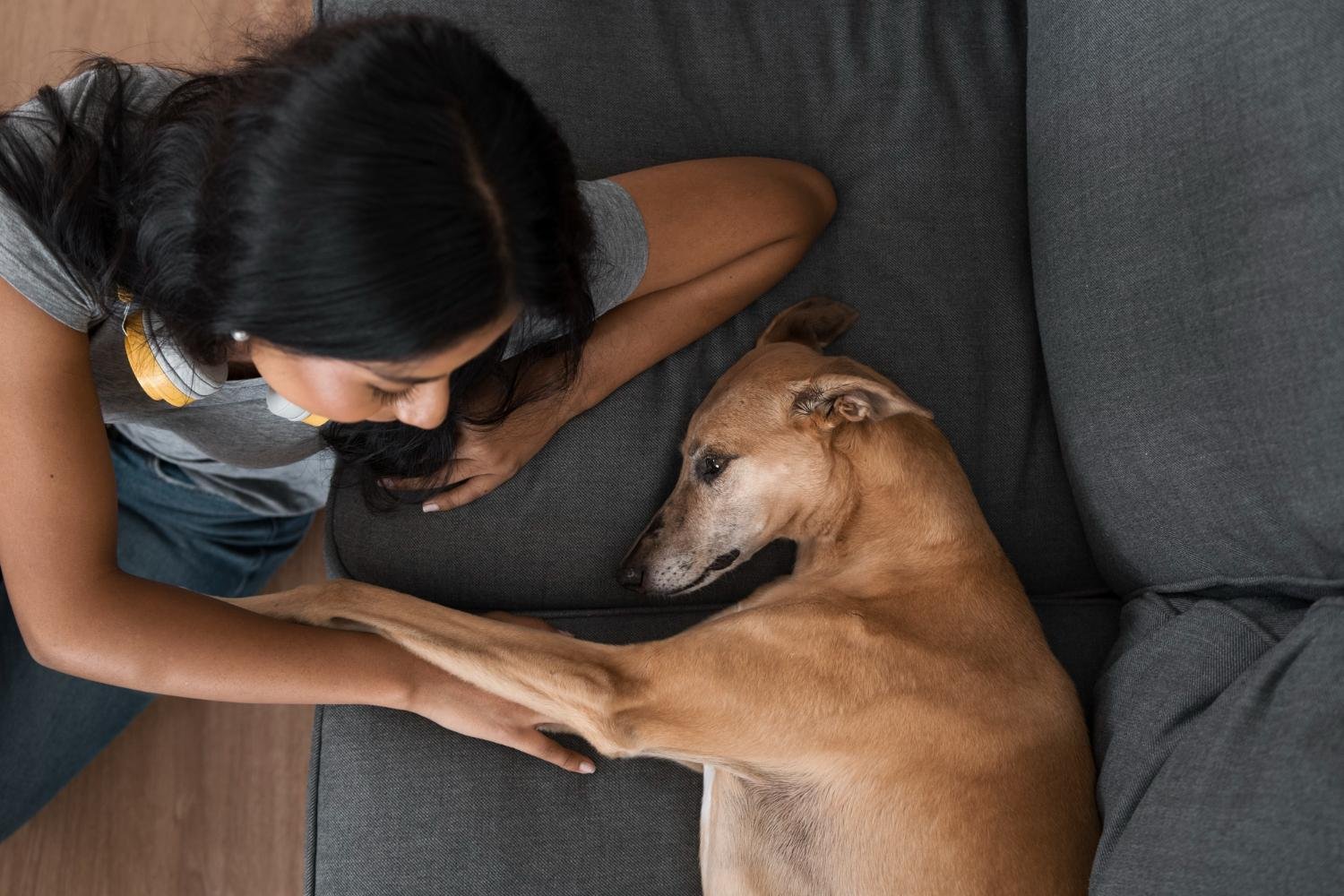 Observar a linguagem corporal dos c&atilde;es ajuda a reconhecer quando eles desejam interagir ou precisam de espa&ccedil;o