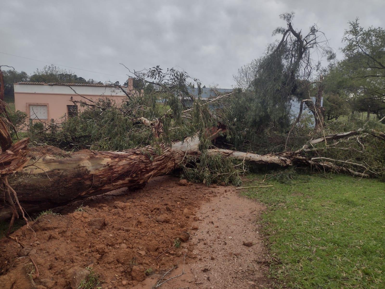 A Secretaria de Meio Ambiente e Prote&ccedil;&atilde;o ao Bioma Pampa j&aacute; realizou 99 atendimentos para essa demanda