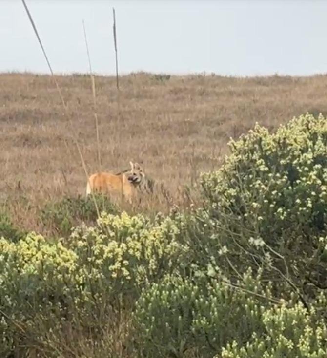 Lobo-guará é flagrado no Cânion Fortaleza