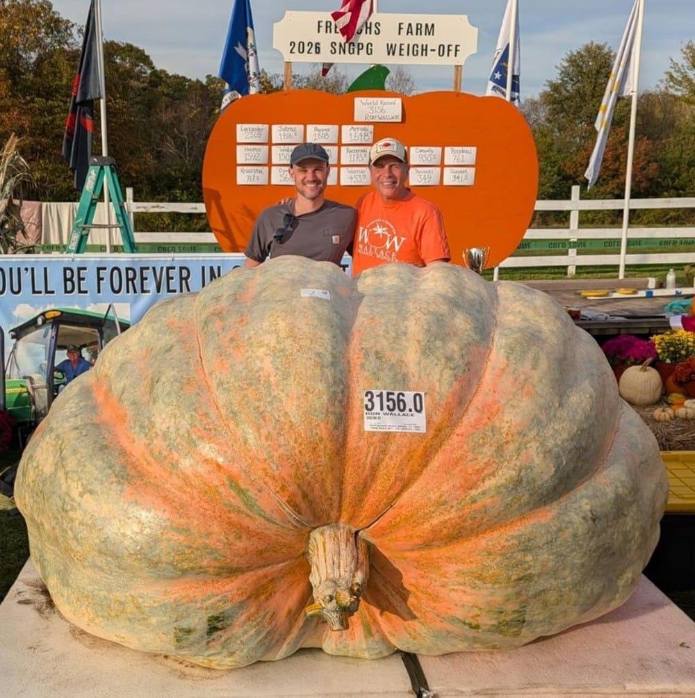 Fruto incomum foi apresentado e pesado durante a competi&ccedil;&atilde;o Northeast Giant Pumpkin