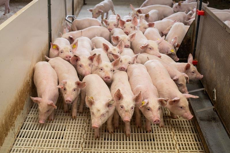 Justiça confirma proibição da “pega do porco” em todo o RS