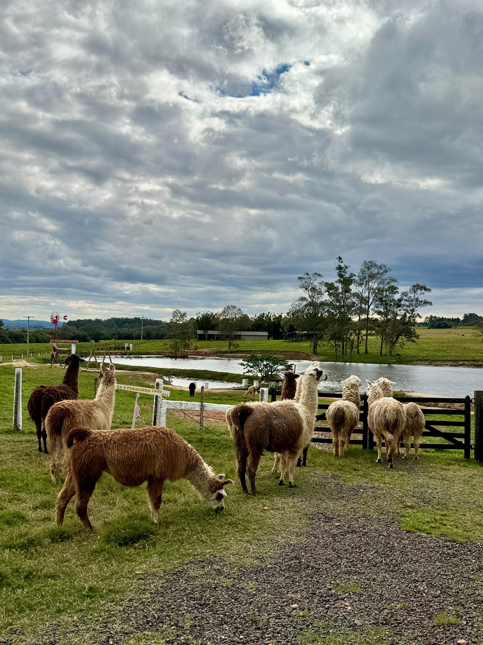 Um dos pontos mais festejados &eacute; o Lhamastch&ecirc;, onde lhamas e alpacas s&atilde;o protagonistas
