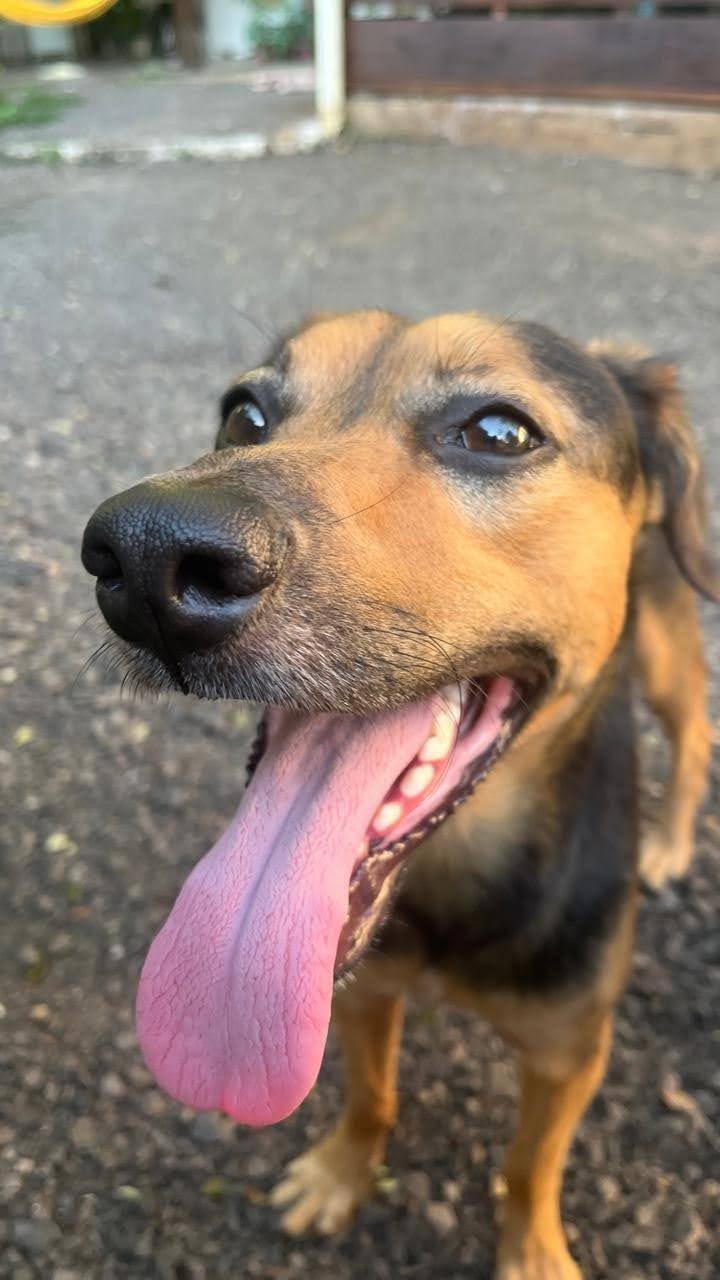 Hipertensão em cães e gatos pode ser silenciosa e comprometer visão, rins, coração e sistema nervoso