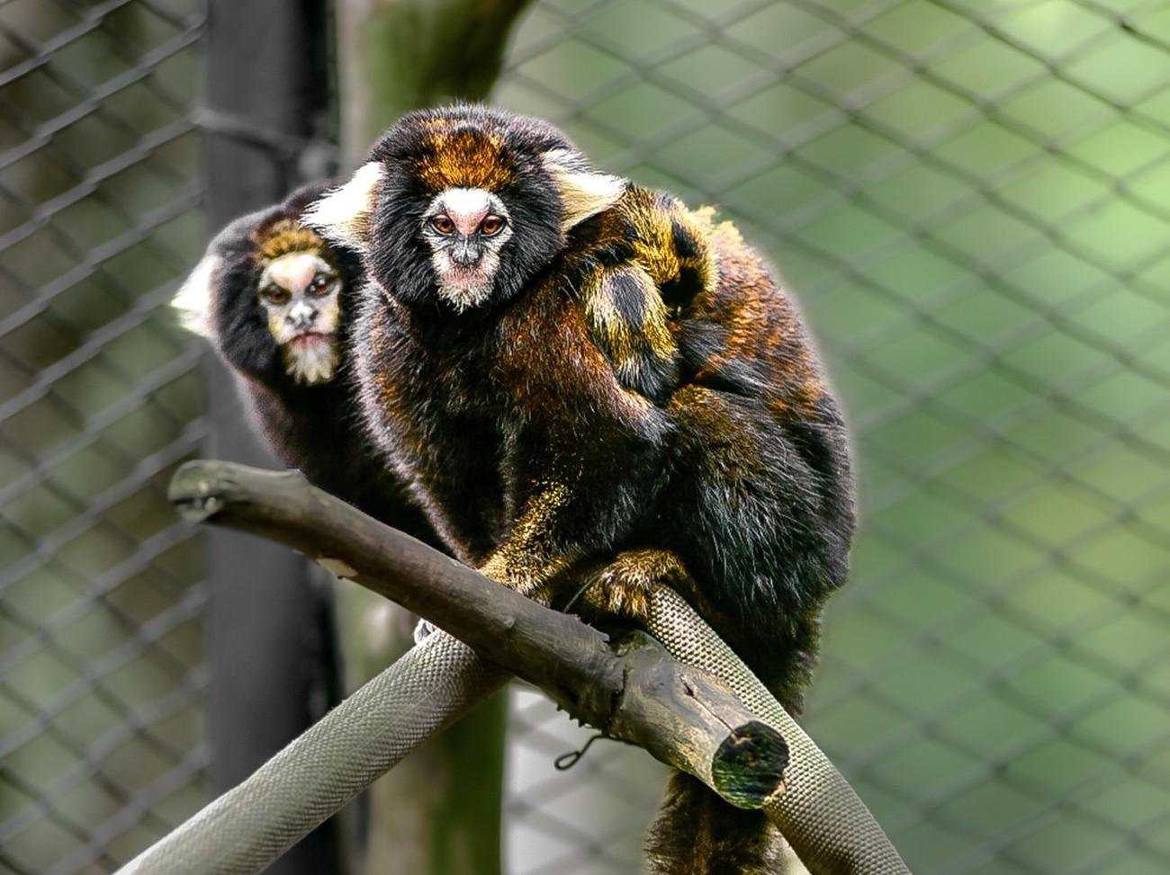 Parque Zoológico de Sapucaia do Sul celebra nascimento de dois filhotes de sagui-da-serra-escuro