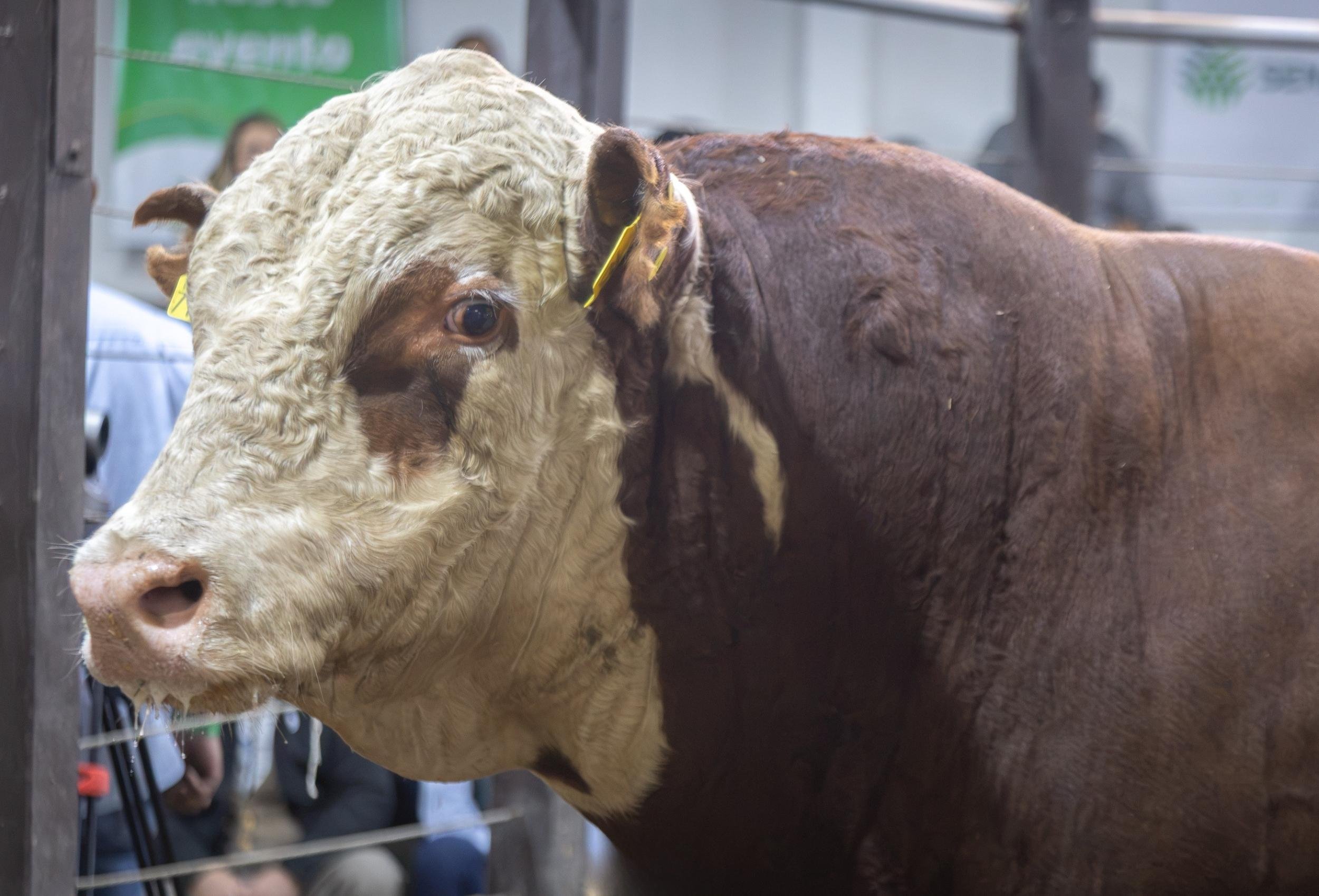 Touro Hereford tem valor recorde na Farm Show