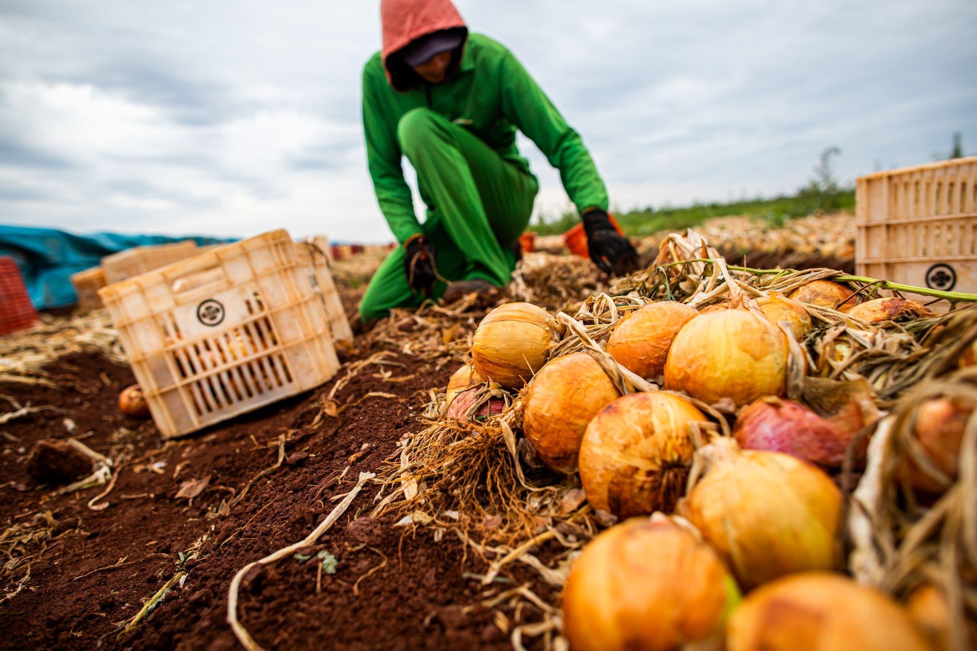Agronegócio emprega mais de 28 milhões de pessoas