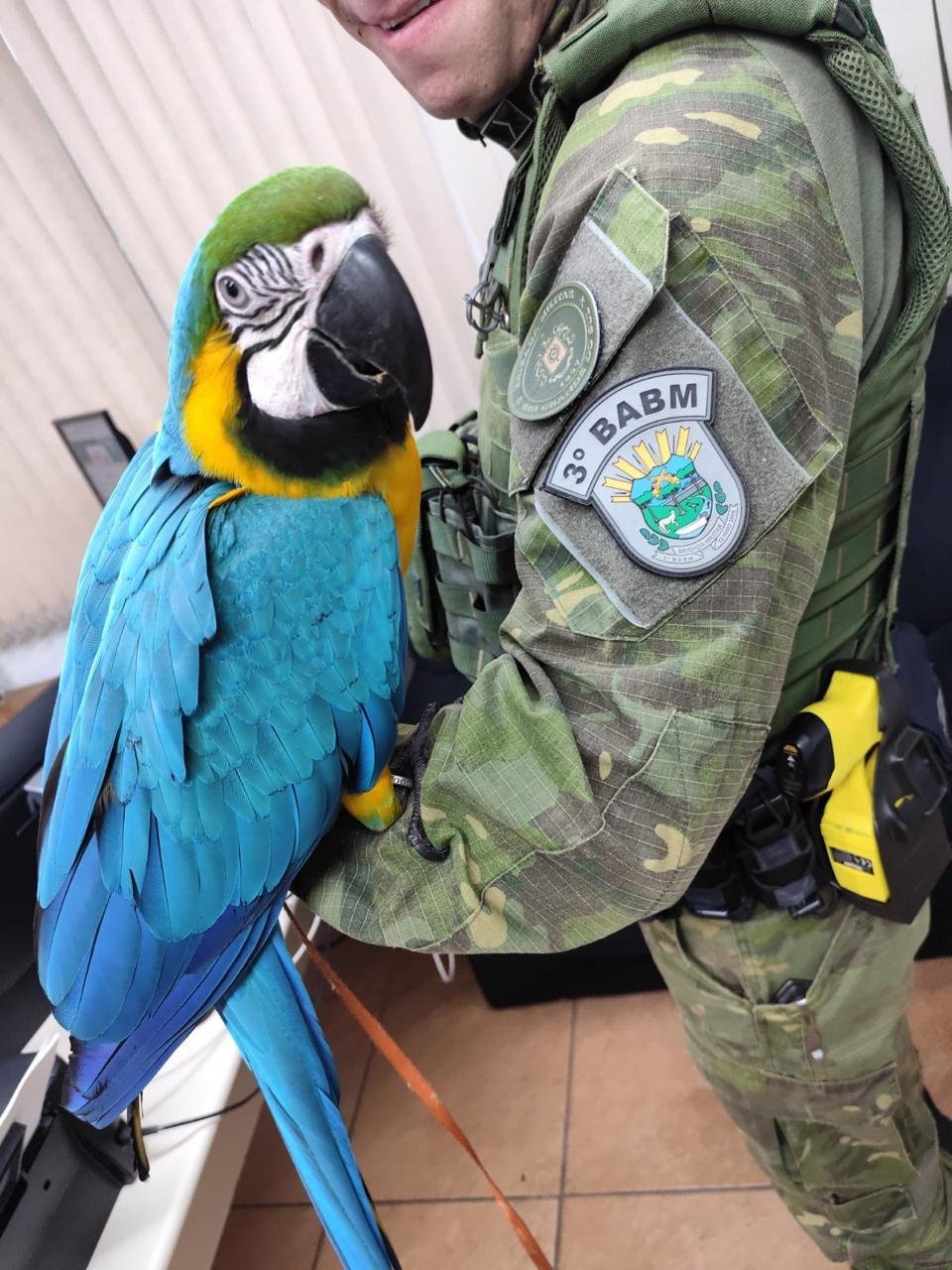 Brigada Militar recolheu 819 animais silvestres mantidos em cativeiro irregular