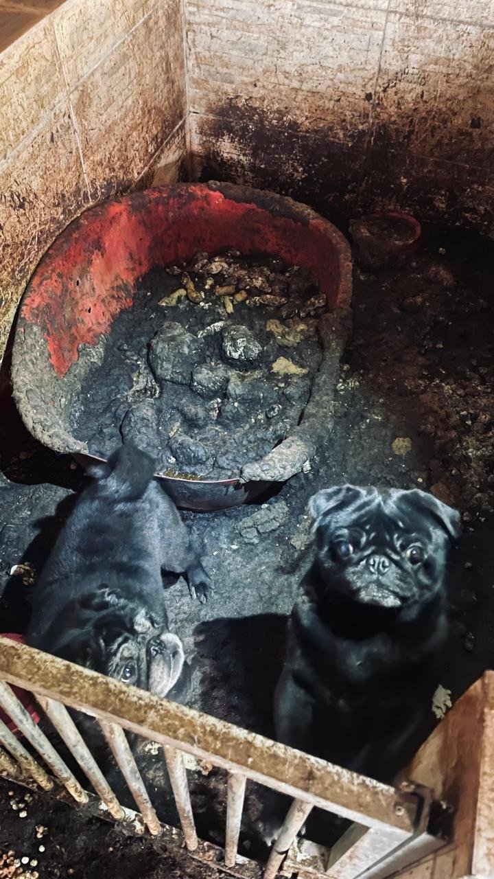 C&atilde;es viviam confinados em espa&ccedil;os ex&iacute;guos, com uma espessa camada de fezes, urina e lama, inclusive, dentro das bacias que serviam de cama