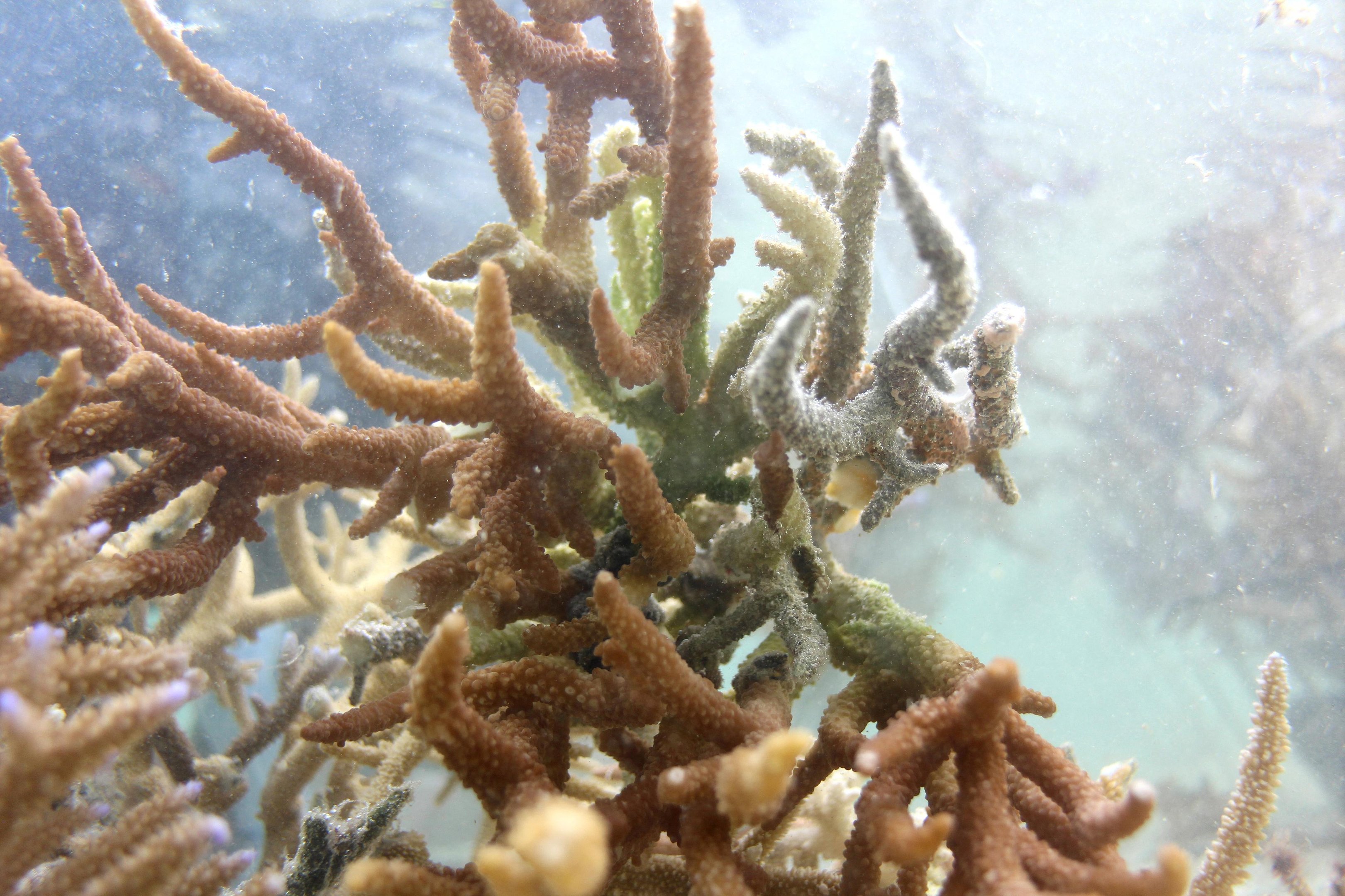 Uicn: 96% dos recifes de coral podem desaparecer até 2075