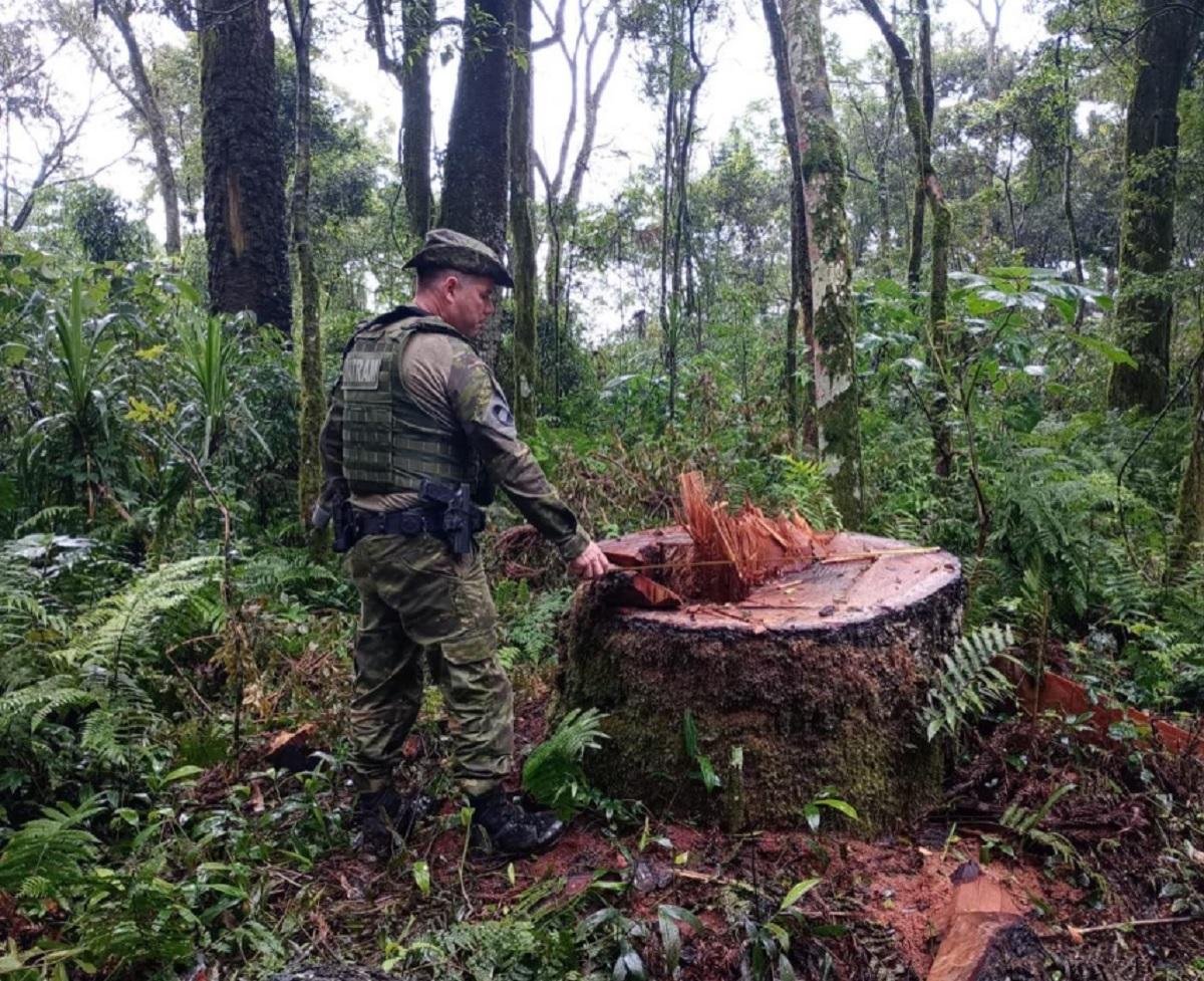 Polícia prende quatro homens suprimindo árvores nativas da Terra Indígena Nonoai