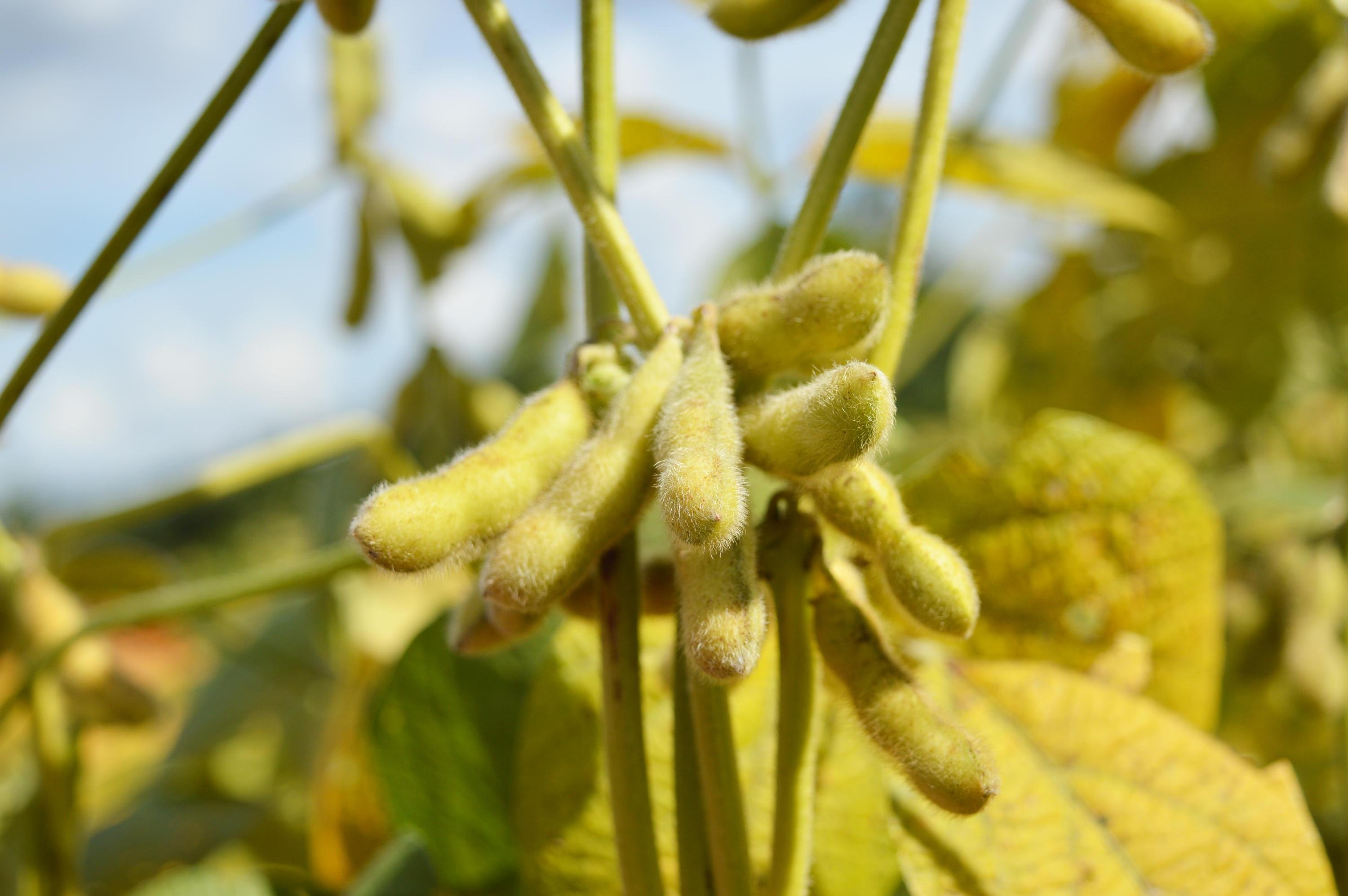 Biotecnologia presente em quase 100% das áreas certificadas de soja e algodão