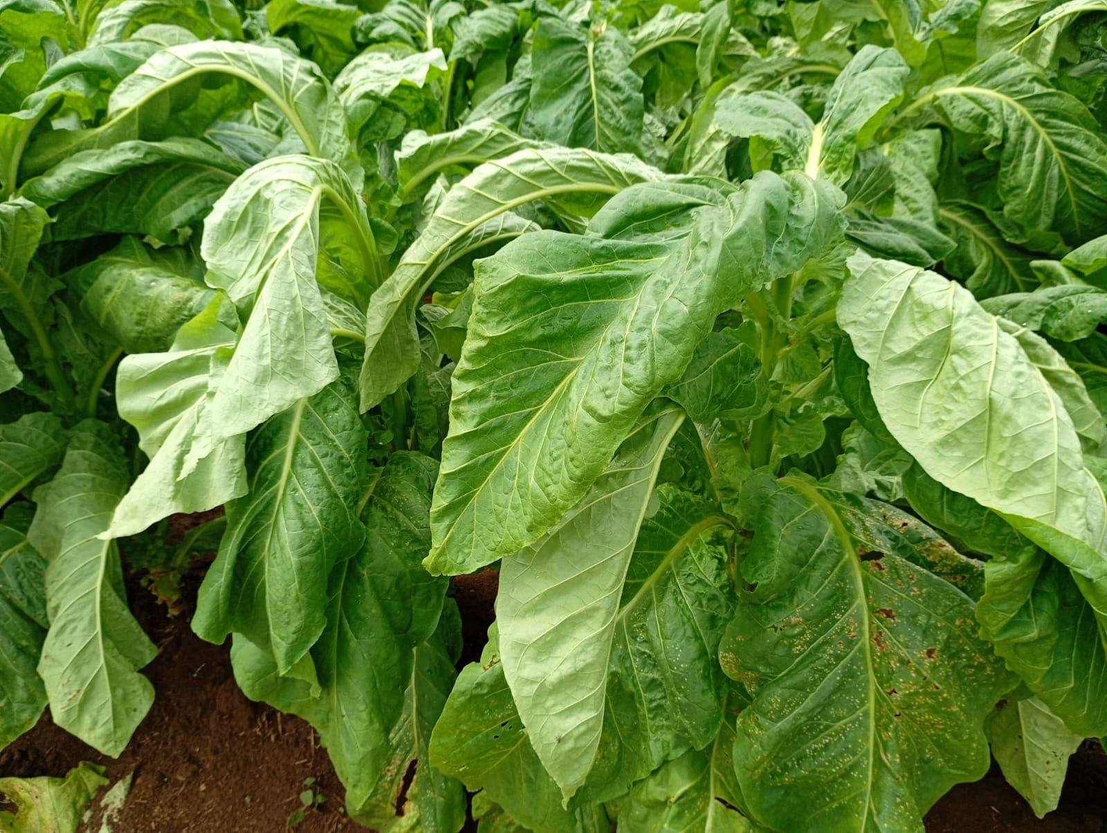 Atividade do tabaco mobiliza quase 70 mil fam&iacute;lias de ga&uacute;chos