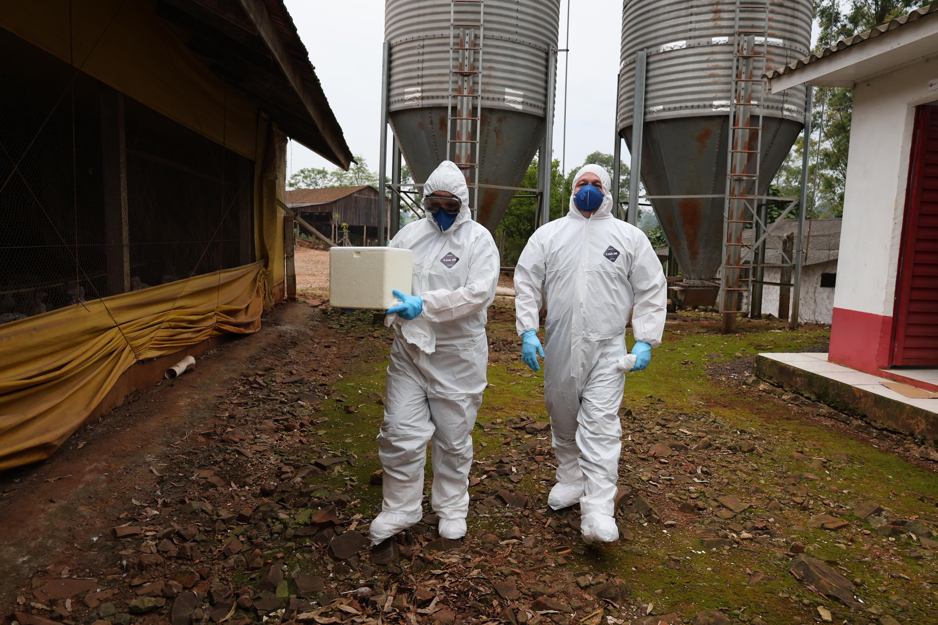 Uruguai suspende importação de produtos avícolas do Brasil após foco de Newcastle
