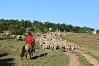 Na Estância Guarda Velha, em Pinheiro Machado, mil ovinos circulam em área de 150 hectares cultivada com oliveiras