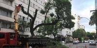 Uma árvore caiu na rua 24 de Outubro, no bairro Independência, em Porto Alegre