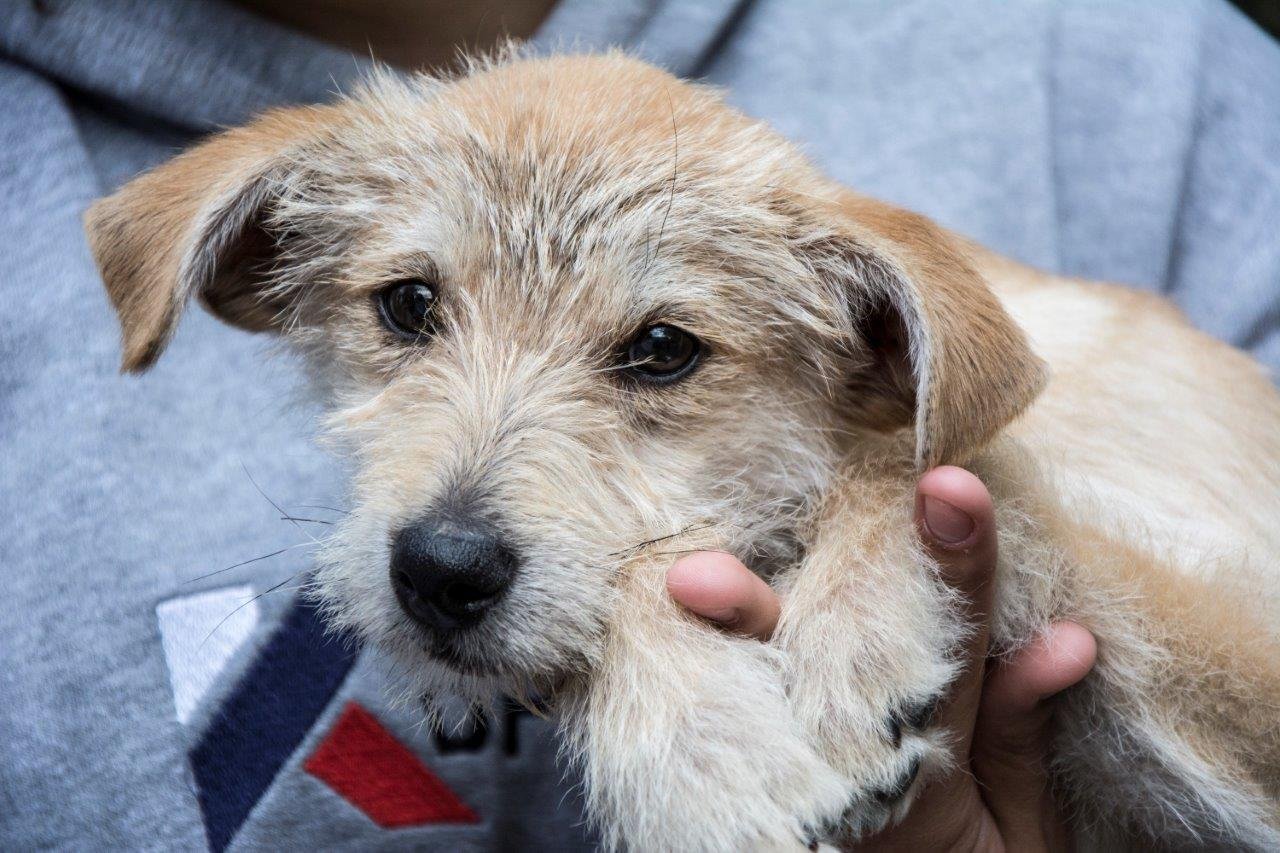 Animais de estima&ccedil;&atilde;o s&atilde;o abandonados no ver&atilde;o