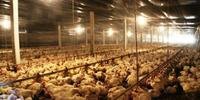 Empresa proibiu venda de lotes de frango em mais de dez estados