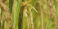 Colheita de arroz será menor em 2019