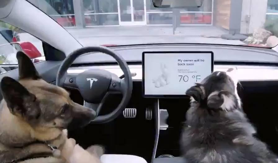 Ferramenta possibilita que animais fiquem sozinhos em autom&oacute;vel