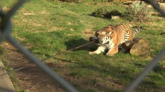 Animais mordem um peda&ccedil;o de carne empacotado para que possam puxar a corda