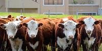 Setor de carne bovina começa a se recuperar após a Operação Carne Fraca