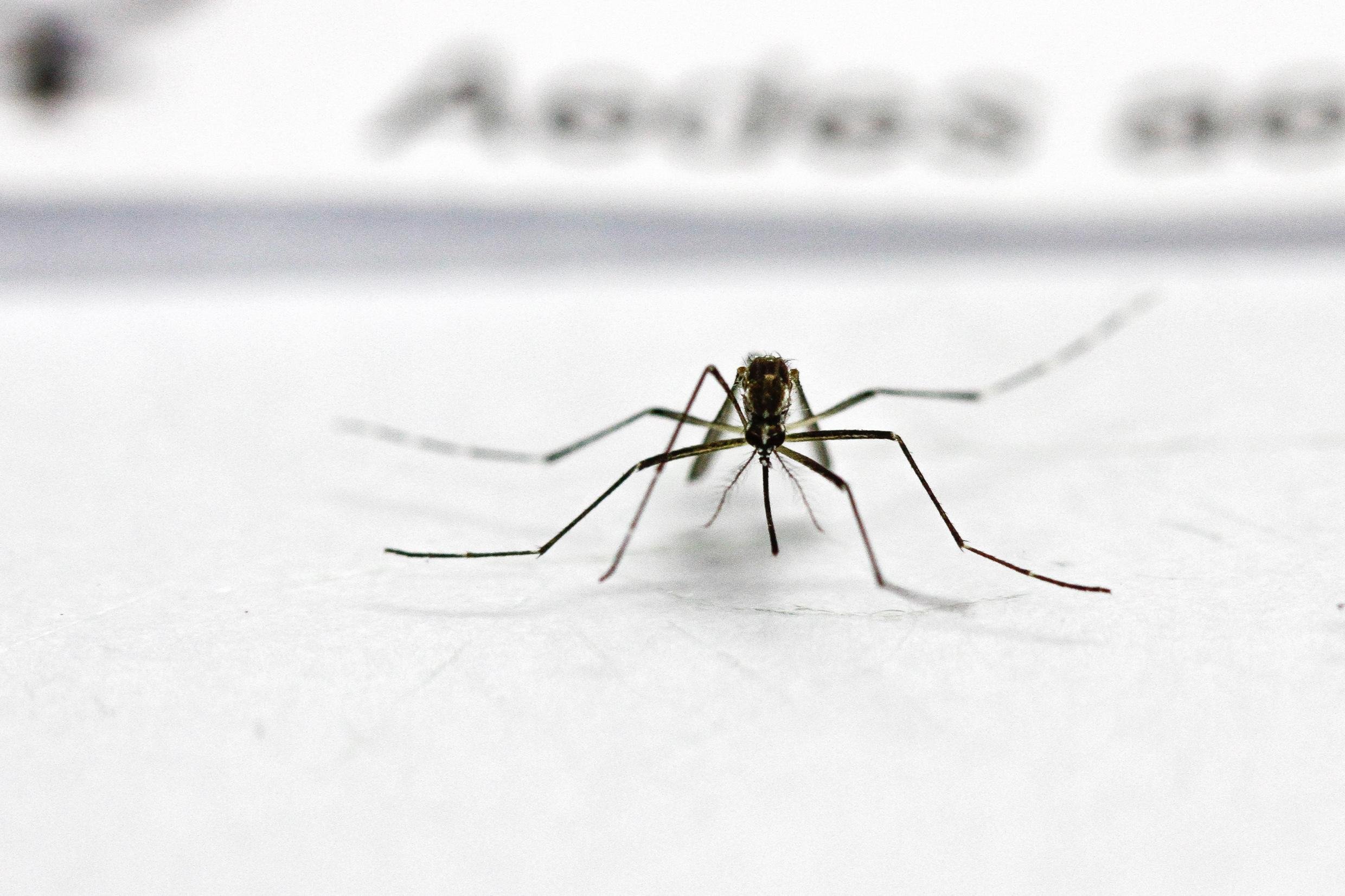 Aedes aegypti transmite a dengue, zika e chikungunya