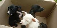 Cãezinhos foram encaminhados para clínica veterinária