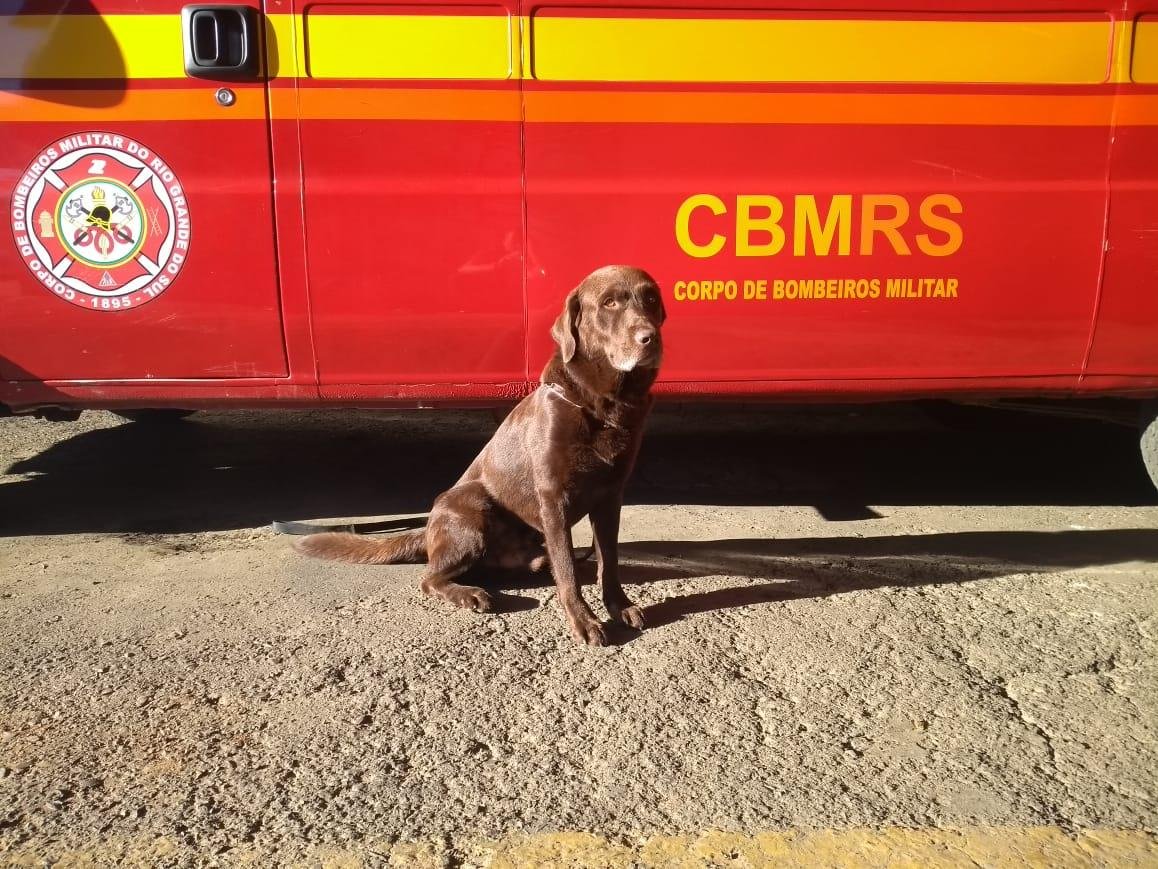 Guapo &eacute; dos um c&atilde;es que acompanham a equipe de militares