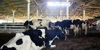 Aumento do abate de vacas prenhas no RS está mobilizando fiscais agropecuários a buscarem uma legislação