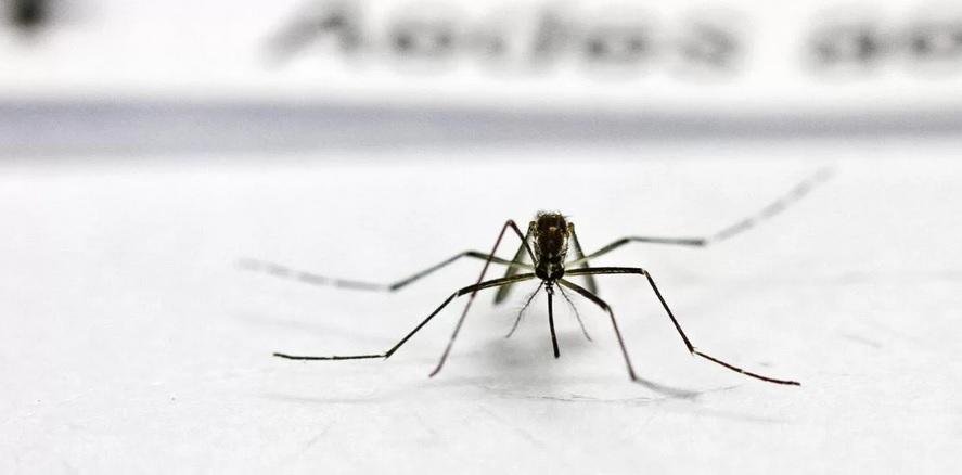 Porto Alegre registra primeiro caso de dengue aut&oacute;ctone