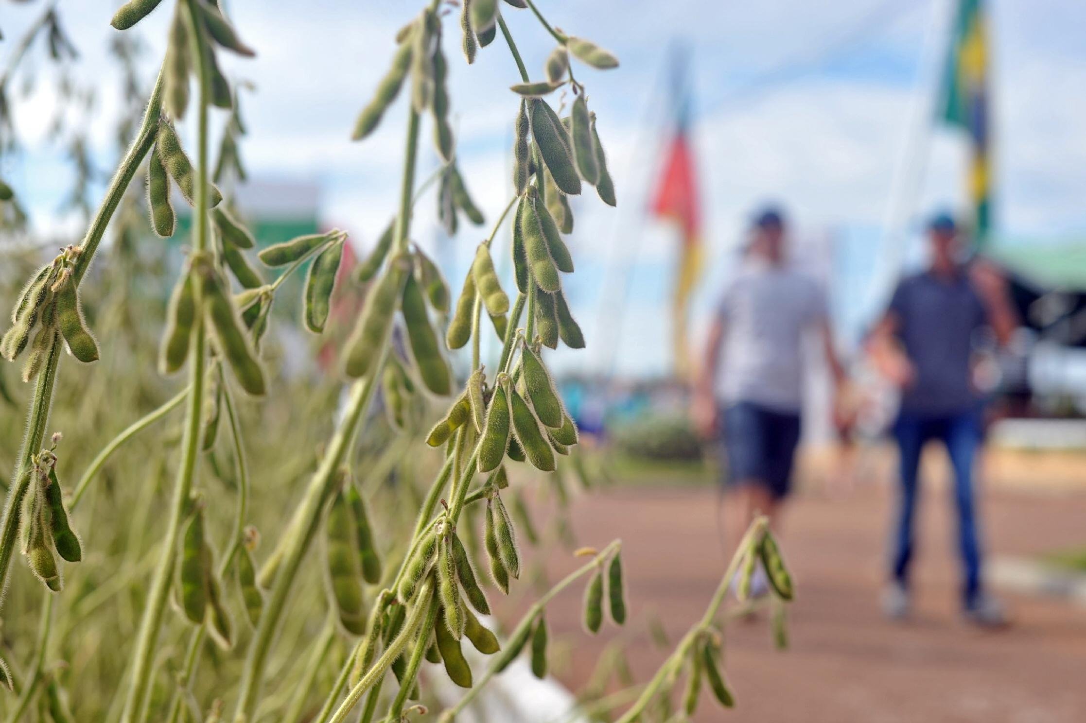 Conjuntura mundial para o mercado da soja vai estar em pauta durante o f&oacute;rum nacional dedicado &agrave; cultura, que ocorre na ter&ccedil;a-feira