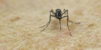 Foram utilizadas amostras de Aedes aegypti para desenvolvimento do teste