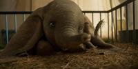 No filme, o olhar terno de Dumbo consegue tocar nos corações mais frios