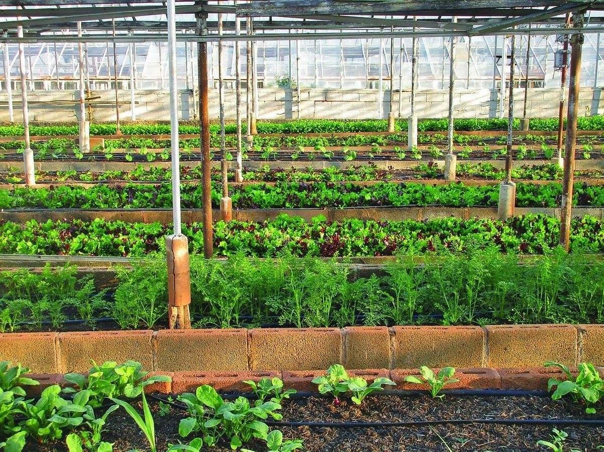 FAO estima que at&eacute; 40% da produ&ccedil;&atilde;o agr&iacute;cola mundial seja perdida a cada ano por causa de pragas