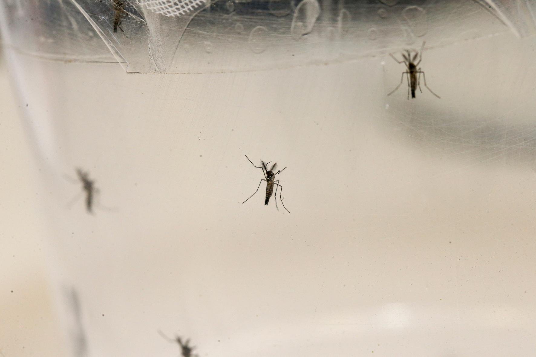 Avan&ccedil;o para &aacute;reas silvestres torna o v&iacute;rus mais dif&iacute;cil de ser enfrentado