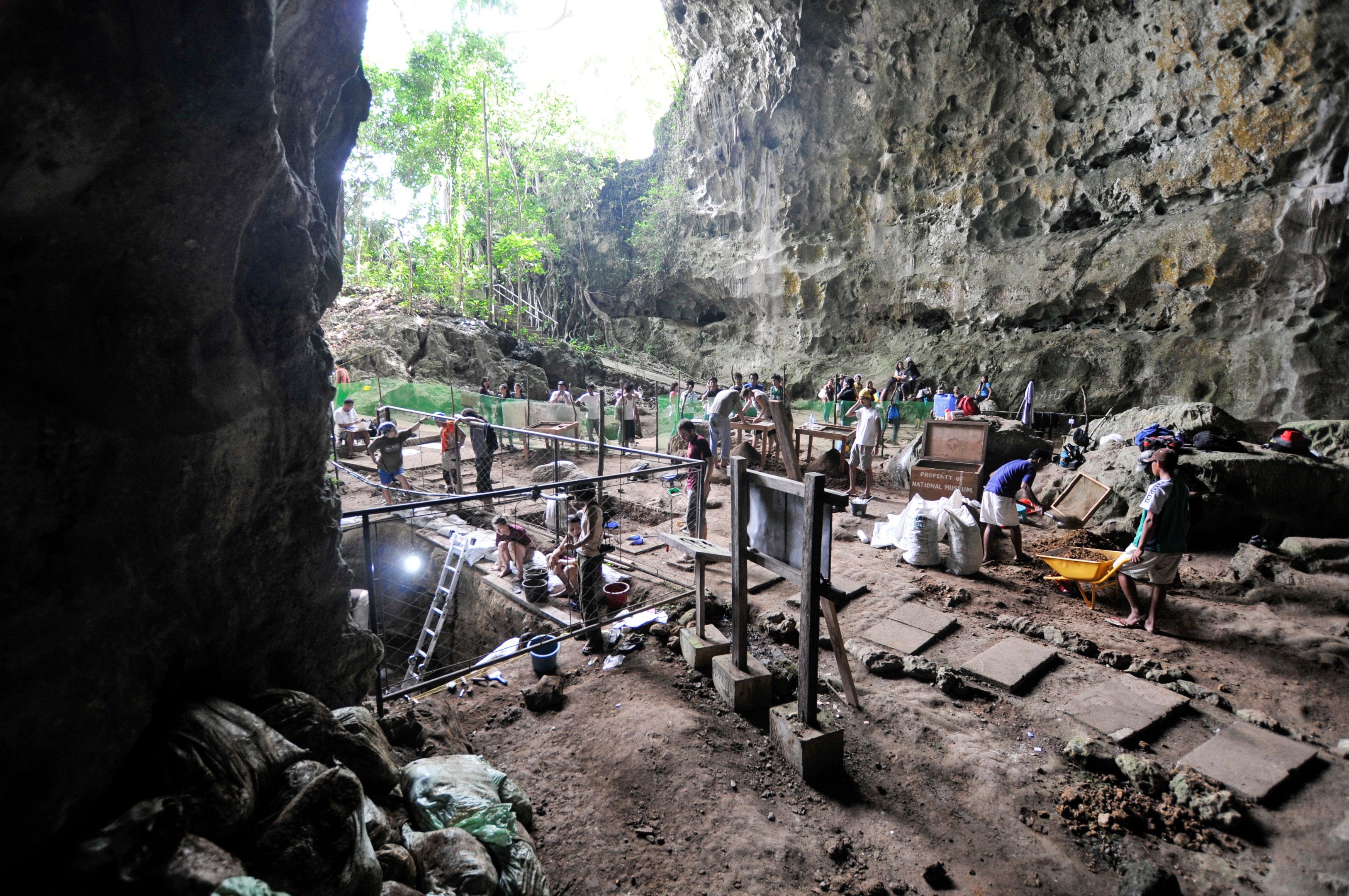 An&aacute;lise de treze restos f&oacute;sseis encontrados na caverna de Callao e pertencentes a pelo menos tr&ecirc;s indiv&iacute;duos levou os pesquisadores a considerar a possibilidade de se tratar de uma nova esp&eacute;cie