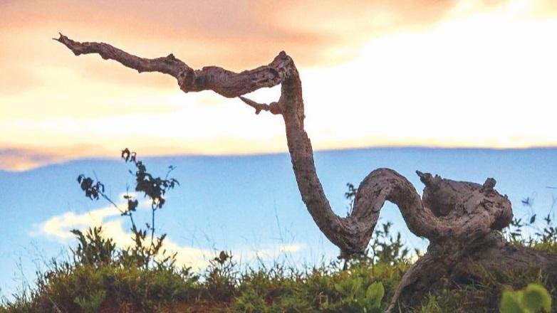 Gutemberg Ostenberg &eacute; um dos 29 artistas da coletiva fotogr&aacute;fica