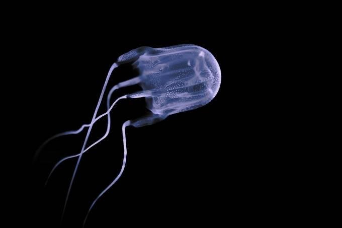 Pesquisadores da Universidade de Sydney estudaram a capacidade letal do veneno deste animal, que pode matar 60 pessoas