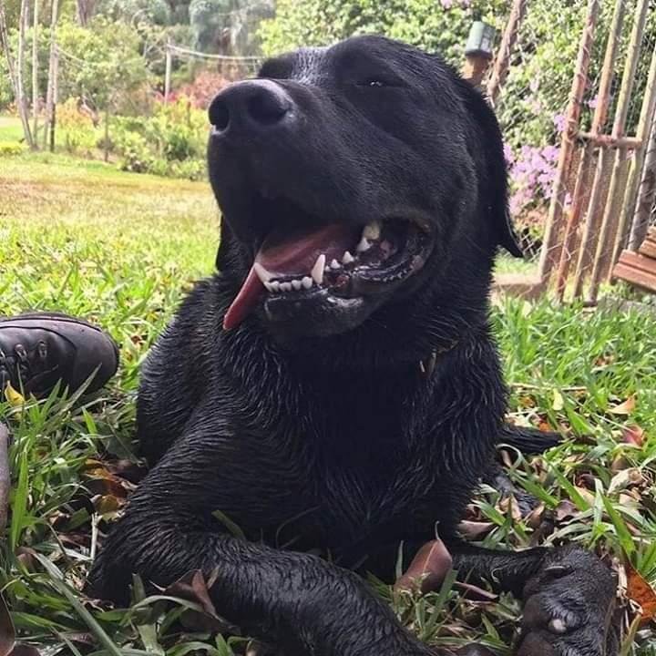 Barney foi um dos c&atilde;es que participaram em fevereiro passado das opera&ccedil;&otilde;es de resgate ap&oacute;s o rompimento da barragem da Vale em Brumadinho, em Minas Gerais