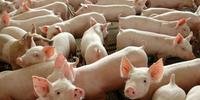 Governo chinês autorizou a exportação de gordura comestível de carne de porco do Brasil